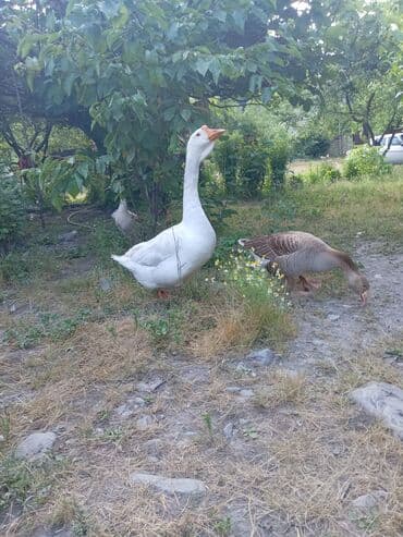 Dişi, | Linda, Damazlıq lalafo.az -da Dişi, | Linda, Damazlıq