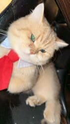 Qızıl şinşilla, Erkək, Yaxşı əllərə, Ünvandan götürmə, Ödənişli çatdırılma lalafo.az -da Qızıl şinşilla, Erkək, Yaxşı əllərə, Ünvandan götürmə, Ödənişli çatdırılma