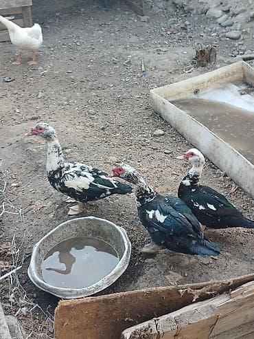 Lal ördəklər tam sağlam 5 ədəd lalafo.az -da Lal ördəklər tam sağlam 5 ədəd