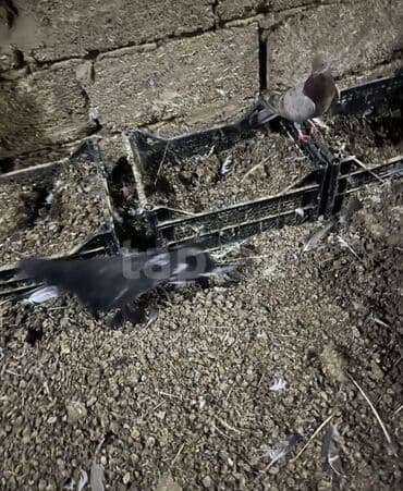 Satılır ebreş badam leley erkeydi çılpağ maya cütü 15 manat erkey ölü lalafo.az -da Satılır ebreş badam leley erkeydi çılpağ maya cütü 15 manat erkey ölü