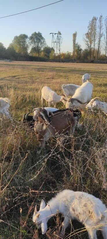 2 təkə 42 ədəd dişi kecilər var Təkəsini alib hamisi bogazdi kom lalafo.az -da 2 təkə 42 ədəd dişi kecilər var Təkəsini alib hamisi bogazdi kom