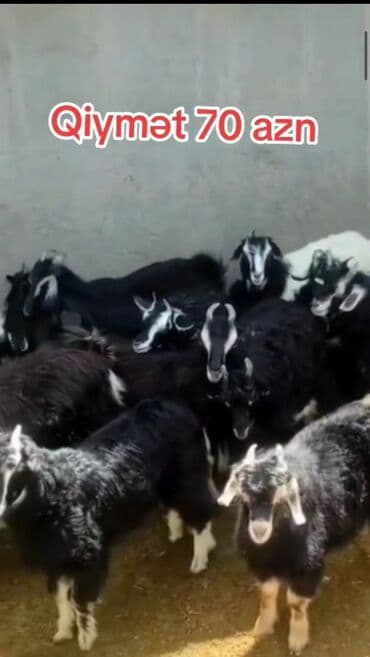 15 ədəd çəpis. 10 kq. 70. azn. Məhsul: Qoyun/Keçi balaları lalafo.az -da 15 ədəd çəpis. 10 kq. 70. azn. Məhsul: Qoyun/Keçi balaları