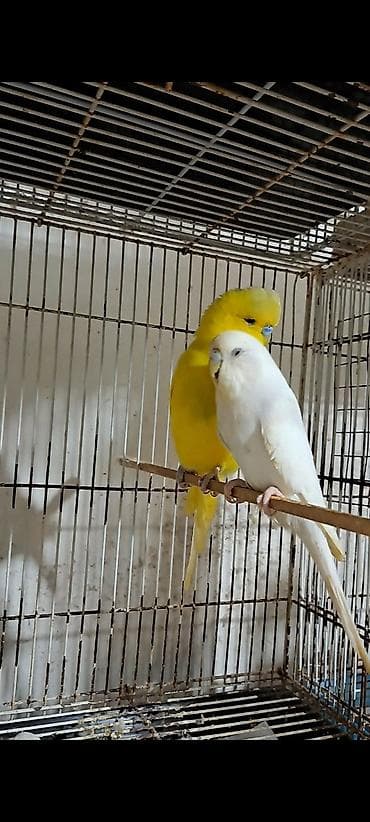 Hazır çex ailəsi Çex lalafo.az -da Hazır çex ailəsi Çex