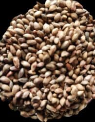 Удобрения: Thuja toxumları, sərv, Arizona sərv, mavi thuja, qərb thuja və şərq at lalafo.az — 7 Удобрения: Thuja toxumları, sərv, Arizona sərv, mavi thuja, qərb thuja və şərq — 7