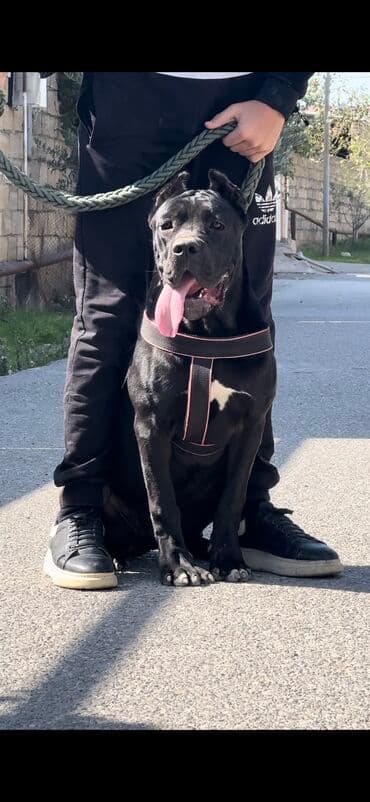 Kane-Korso, 8 ay, Dişi, Peyvəndli, Ünvandan götürmə lalafo.az -da Kane-Korso, 8 ay, Dişi, Peyvəndli, Ünvandan götürmə