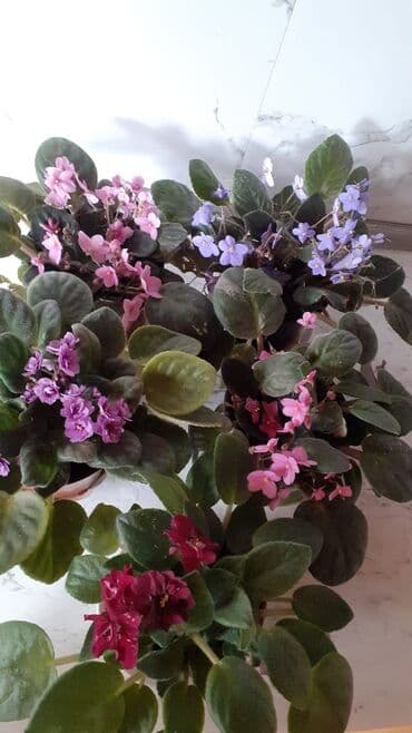 Afrika bənövşəsi (Saintpaulia) kolleksiyası - Rəng çeşidi: açıq lalafo.az -da Afrika bənövşəsi (Saintpaulia) kolleksiyası - Rəng çeşidi: açıq