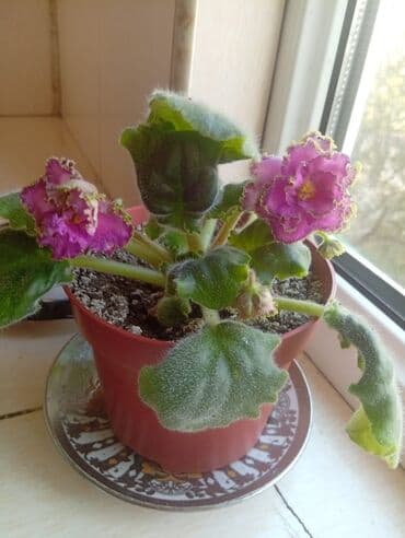 Фиалка 10 ман lalafo.az -da Фиалка 10 ман