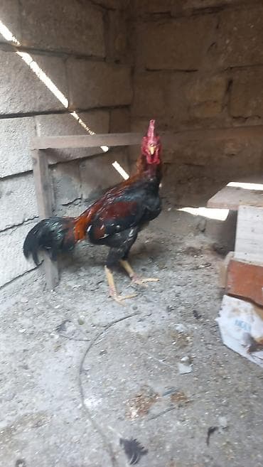 Xoruz, il: 1, Ünvandan götürmə lalafo.az -da Xoruz, il: 1, Ünvandan götürmə