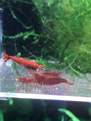 Sağlam və aktiv Bloody Mary krivetkaları satışdadır. Bitkili akvarium lalafo.az -da Sağlam və aktiv Bloody Mary krivetkaları satışdadır. Bitkili akvarium