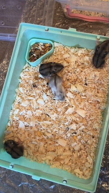 Salam.24 gunluk hamster balaları satılır hamısının gözü parlaq,Tükləri lalafo.az -da Salam.24 gunluk hamster balaları satılır hamısının gözü parlaq,Tükləri