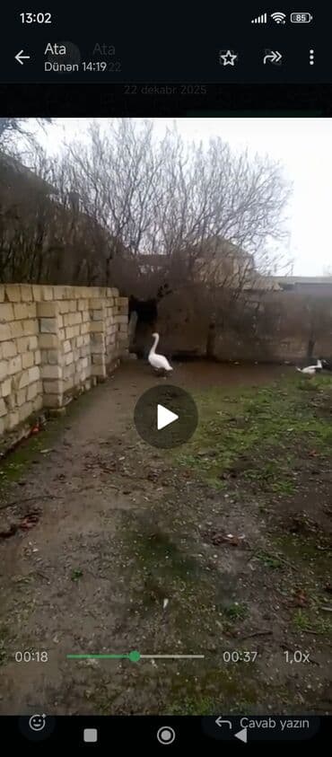 Qu quşu satılır əlavə məlumat almaq istəyənlər nömrə ilə əlaqə lalafo.az -da Qu quşu satılır əlavə məlumat almaq istəyənlər nömrə ilə əlaqə