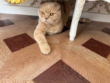 Şotland yastı qulaq, Erkək, Yaxşı əllərə, Ödənişli çatdırılma lalafo.az -da Şotland yastı qulaq, Erkək, Yaxşı əllərə, Ödənişli çatdırılma