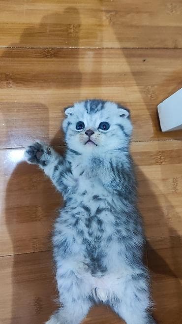 İlan: Gözəl balaca pişik balası - Cins: (fotoqrafiyaya əsasən) qıvrıq lalafo.az -da İlan: Gözəl balaca pişik balası - Cins: (fotoqrafiyaya əsasən) qıvrıq