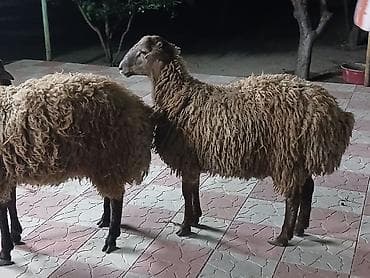 7 aylığ erkey toğlulardı diri çəki 9.50 tərəziynən satılır lalafo.az -da 7 aylığ erkey toğlulardı diri çəki 9.50 tərəziynən satılır