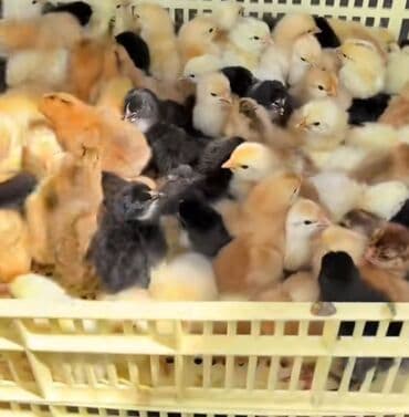 Kənd cücəsi isdenilen sayda zakaz var kim isdese buyrub zakaz verə lalafo.az -da Kənd cücəsi isdenilen sayda zakaz var kim isdese buyrub zakaz verə