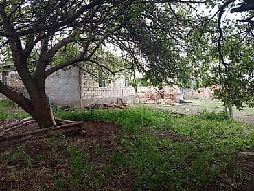 31 sot, Kənd təsərrüfatı, Kupça (Çıxarış) lalafo.az -da 31 sot, Kənd təsərrüfatı, Kupça (Çıxarış)
