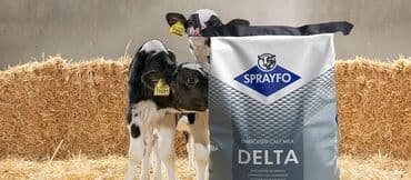 Buzov bəsləyənlər üçün Hollandiya istehsalı premium quru süd. Sifariş lalafo.az -da Buzov bəsləyənlər üçün Hollandiya istehsalı premium quru süd. Sifariş