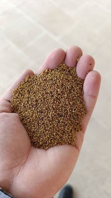 Super yonca toxumudu uzun omurlu yoncadir cixiwa qaranti verilir lalafo.az -da Super yonca toxumudu uzun omurlu yoncadir cixiwa qaranti verilir