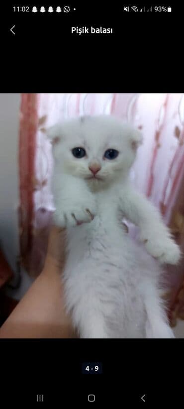 Şotland yastı qulaq, Yaxşı əllərə lalafo.az -da Şotland yastı qulaq, Yaxşı əllərə