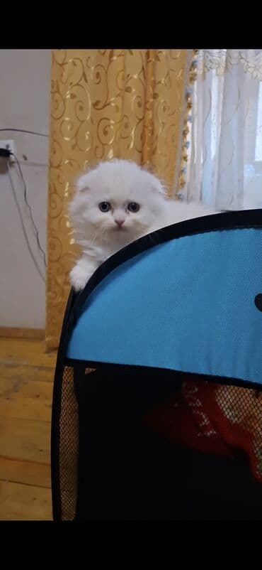 Şinşilla, Dişi lalafo.az -da Şinşilla, Dişi