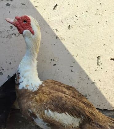 Erkək, | Lal ördək, Damazlıq, Pulsuz çatdırılma lalafo.az -da Erkək, | Lal ördək, Damazlıq, Pulsuz çatdırılma