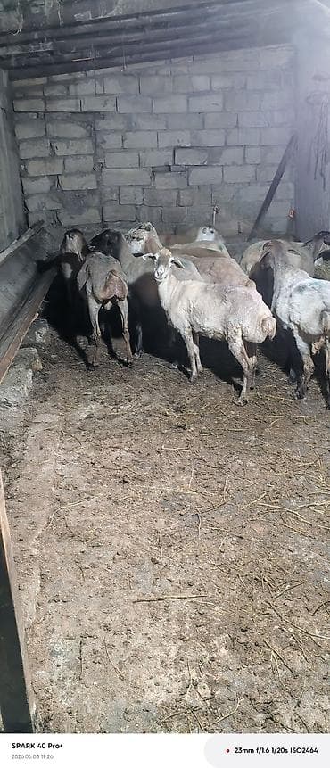 Boğaz olan 2 başdır subayda var lalafo.az -da Boğaz olan 2 başdır subayda var
