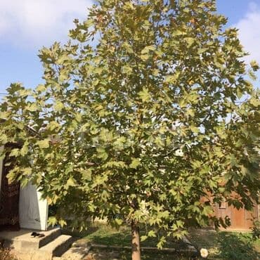 Xan çınar ağacı kolge veren agacdi her nov gul ve dekorativ ağaçların lalafo.az -da Xan çınar ağacı kolge veren agacdi her nov gul ve dekorativ ağaçların