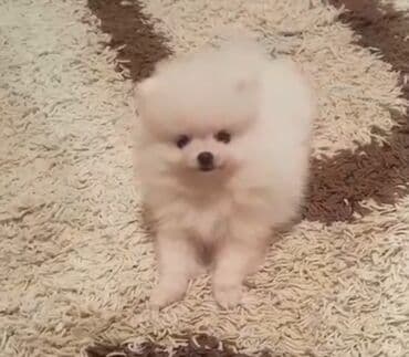 Şpitz, 3 ay lalafo.az -da Şpitz, 3 ay