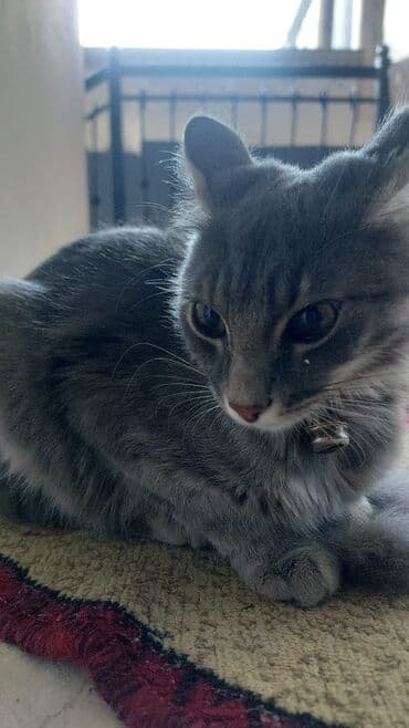 Yaxşı əllərə lalafo.az -da Yaxşı əllərə