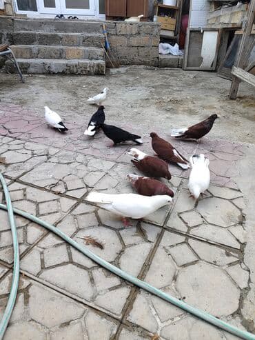 Biri 10
manata ag quyruglar satilir lalafo.az -da Biri 10
manata ag quyruglar satilir