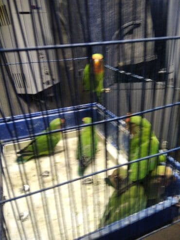 Nerazluçnik balalar saxlam gustardi baladilar lalafo.az -da Nerazluçnik balalar saxlam gustardi baladilar