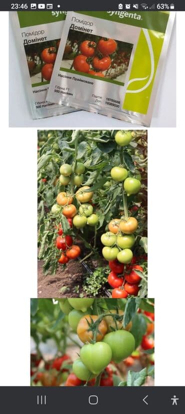 Bitki dərmanları: Məhsul: Toxumlar – Rijk Zwaan və Enza Zaden hibridləri • Rijk Zwaan – lalafo.az -da — 5 Bitki dərmanları: Məhsul: Toxumlar – Rijk Zwaan və Enza Zaden hibridləri • Rijk Zwaan – — 5