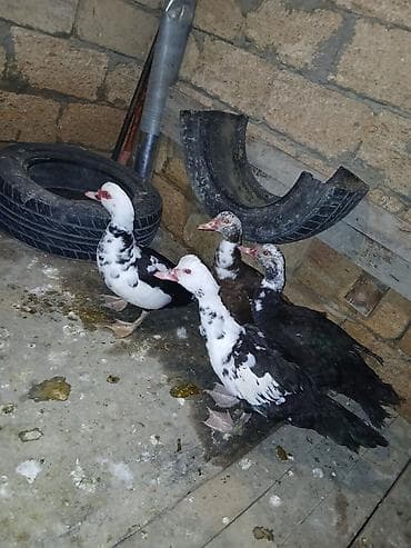 Salam 4 baş 3 dişi 1 erkək 1 illik sağlam öz qapımın heyvanlarıdır lalafo.az -da Salam 4 baş 3 dişi 1 erkək 1 illik sağlam öz qapımın heyvanlarıdır