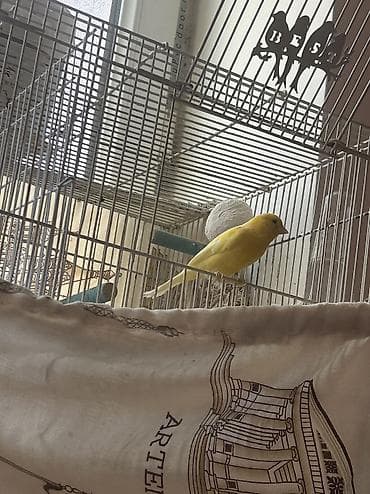 🆘🆘🆘Satılıq cüt kanarya bülbülü 🐦💛 Sağlam, aktiv və gözoxşayan rəngə lalafo.az -da 🆘🆘🆘Satılıq cüt kanarya bülbülü 🐦💛 Sağlam, aktiv və gözoxşayan rəngə