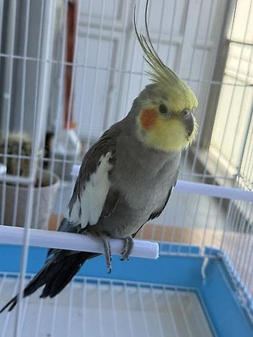 Nimfa (Cockatiel) – boz-gümüş rəngli, sarı aln və yanaqlarda narıncı lalafo.az -da Nimfa (Cockatiel) – boz-gümüş rəngli, sarı aln və yanaqlarda narıncı