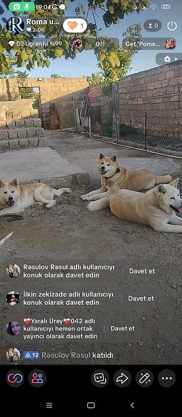 Akita-inu, 10 ay, Peyvəndli, Ünvandan götürmə lalafo.az -da Akita-inu, 10 ay, Peyvəndli, Ünvandan götürmə