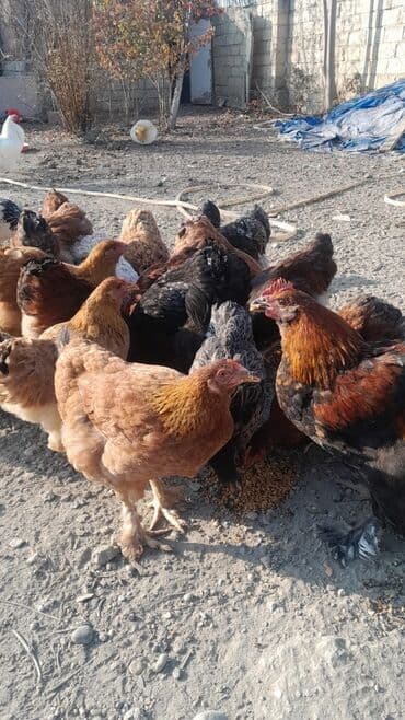 Toyuq, Damazlıq lalafo.az -da Toyuq, Damazlıq