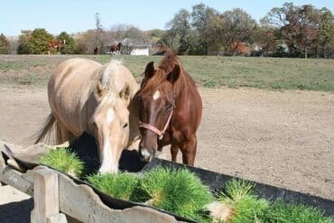 Salam iri baş malqara ve quşlar üçün nezerde tutulub. kökeldir, süt lalafo.az -da Salam iri baş malqara ve quşlar üçün nezerde tutulub. kökeldir, süt