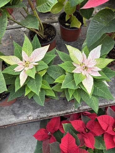 Bitki dərmanları: Atatürk gülləri qiymət çəhrayı ağlar kiçik ölçülər 12azn böyüklər lalafo.az -da — 5 Bitki dərmanları: Atatürk gülləri qiymət çəhrayı ağlar kiçik ölçülər 12azn böyüklər — 5