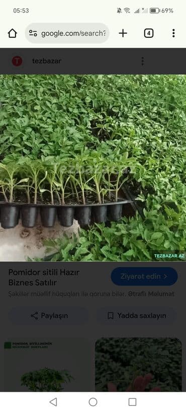 Pomidor badimcan biber kelem Xiyar sitil satisda ve istediyiniz Aya lalafo.az -da Pomidor badimcan biber kelem Xiyar sitil satisda ve istediyiniz Aya