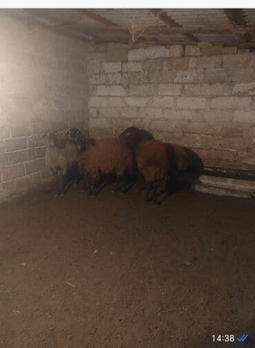 Qoyun sürüsü satılır. Endirim olacaq. Təmiz qala cinsidi - Növ: yerli lalafo.az -da Qoyun sürüsü satılır. Endirim olacaq. Təmiz qala cinsidi - Növ: yerli