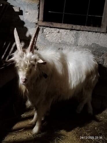 Erkək, il: 1, 25 kq, Damazlıq, Ətlik, Ünvandan götürmə lalafo.az -da Erkək, il: 1, 25 kq, Damazlıq, Ətlik, Ünvandan götürmə