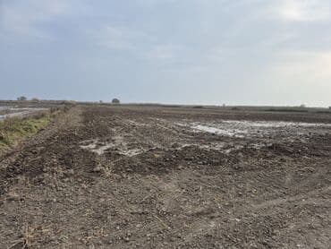 Kənd təsərrüfatı lalafo.az -da Kənd təsərrüfatı