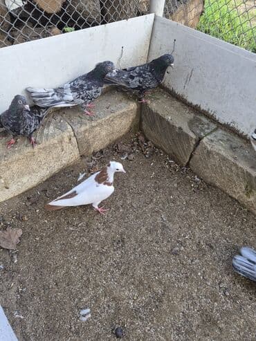 Qırmızı peçat boynugüllü dəstə qırmızı quyruq bala.Ata anası lalafo.az -da Qırmızı peçat boynugüllü dəstə qırmızı quyruq bala.Ata anası