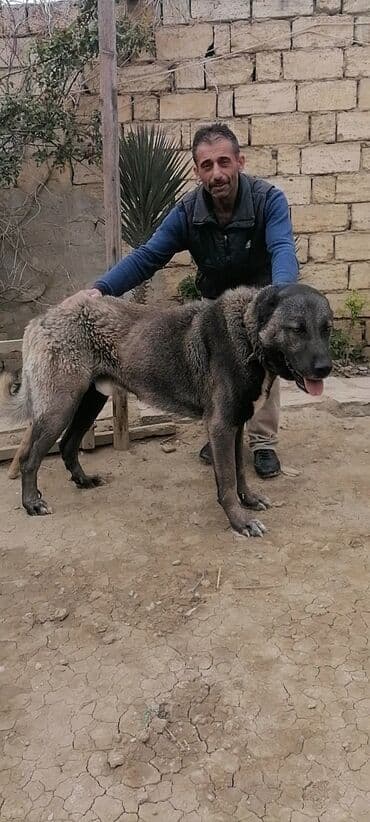 Kanqal, 2 ay, Erkek, Peyvəndli, Ödənişli çatdırılma lalafo.az -da Kanqal, 2 ay, Erkek, Peyvəndli, Ödənişli çatdırılma