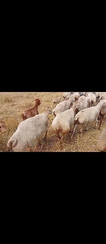 Qoyun sürüsü – ət və damazlıq üçün - Şəkillərdə qarınlı-quyruxlu lalafo.az -da Qoyun sürüsü – ət və damazlıq üçün - Şəkillərdə qarınlı-quyruxlu