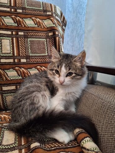 Dişi, Yaxşı əllərə lalafo.az -da Dişi, Yaxşı əllərə