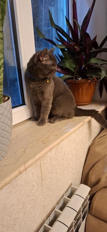 Britan, Erkək, Yaxşı əllərə, Ünvandan götürmə lalafo.az -da Britan, Erkək, Yaxşı əllərə, Ünvandan götürmə