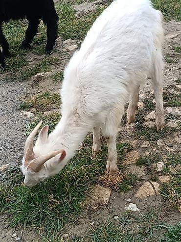 Çəpiş keçi qoyun sürü və ya tək tək satram. Qiymet ferqlidirMəhsul lalafo.az -da Çəpiş keçi qoyun sürü və ya tək tək satram. Qiymet ferqlidirMəhsul