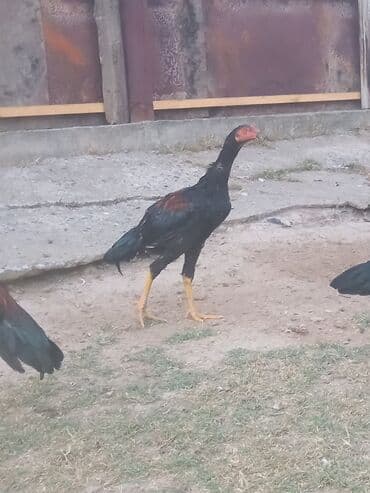 Məhsul: Uzunboyun yerli Asil tipli cücələr/horozlar Təsvir: - Rəng lalafo.az -da Məhsul: Uzunboyun yerli Asil tipli cücələr/horozlar Təsvir: - Rəng